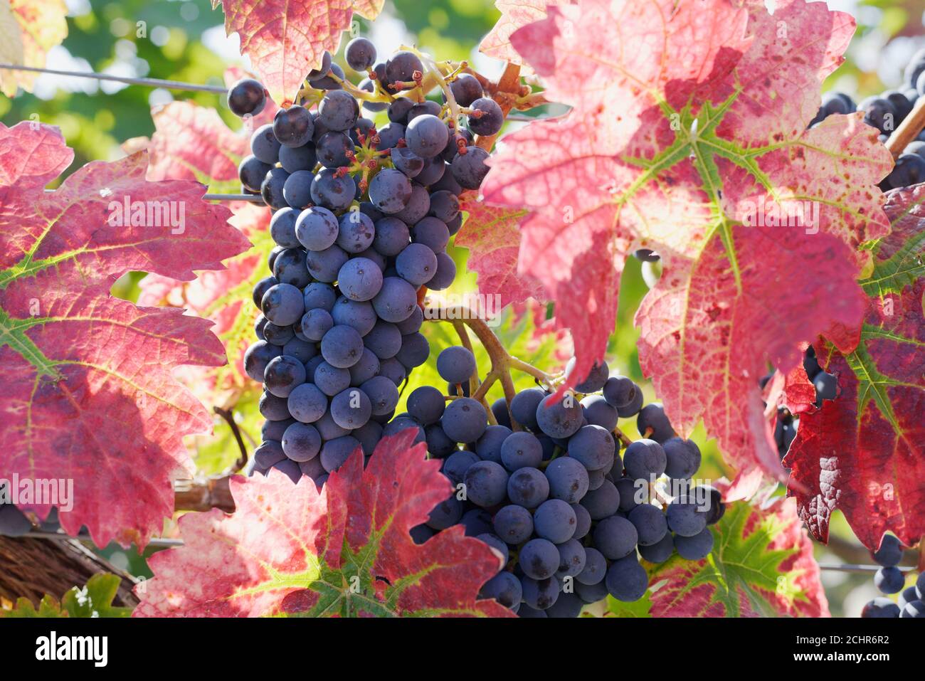 Grapes in the sunlight, just before harvest. Stock Photo