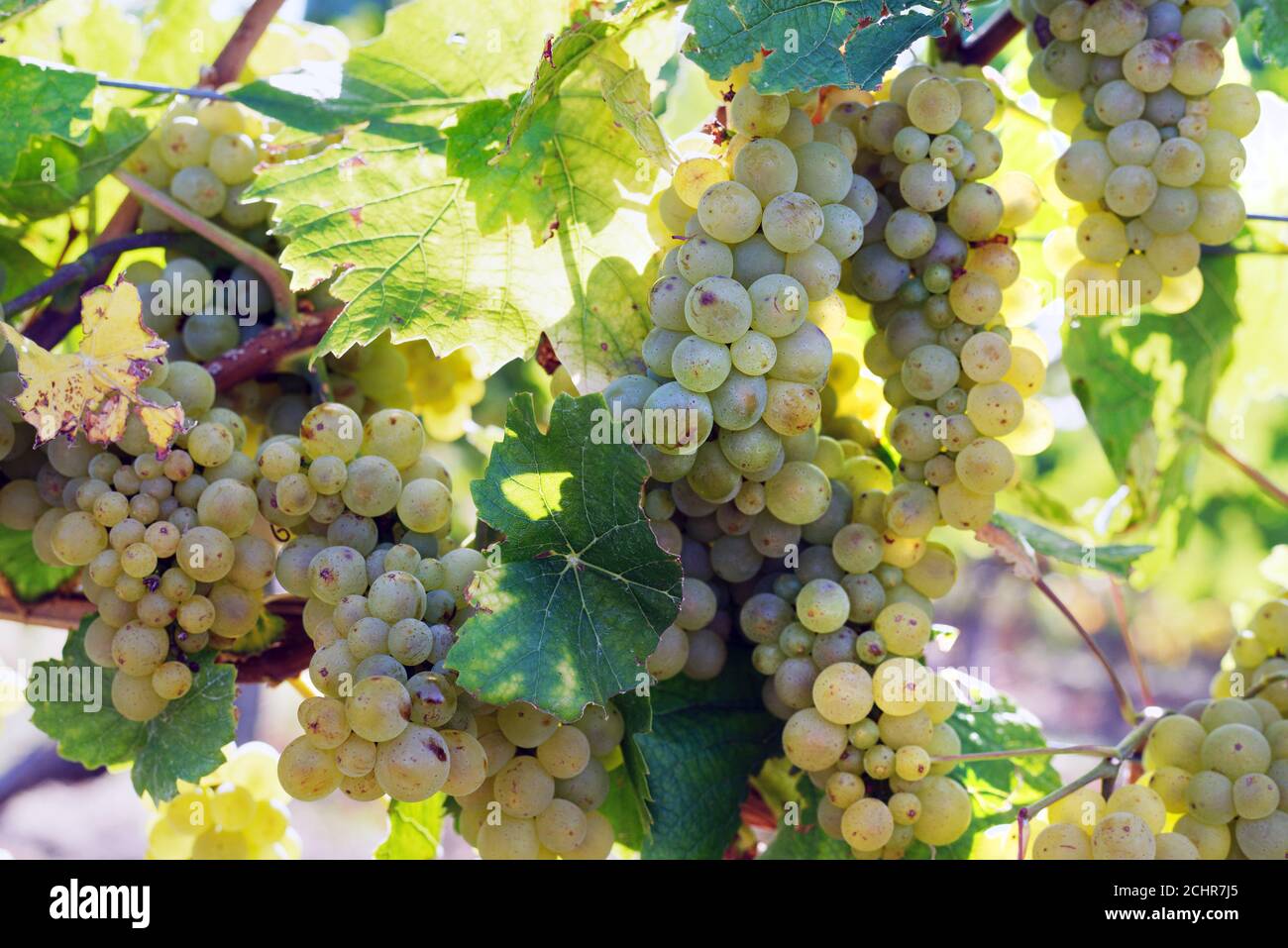 Grapes in the sunlight, just before harvest. Stock Photo