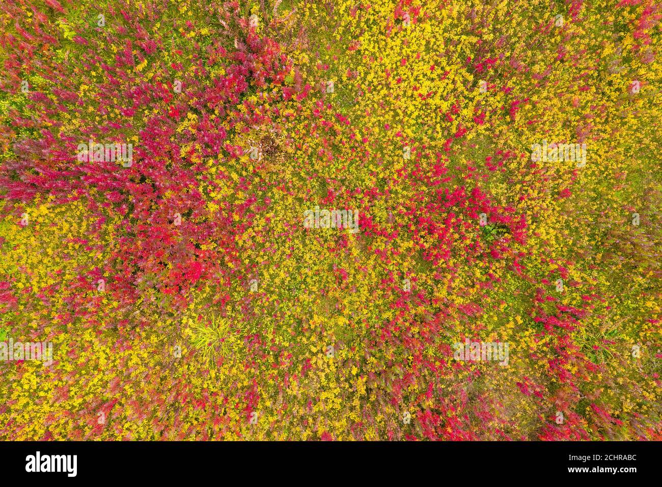 top view on red and yellow grass background Stock Photo