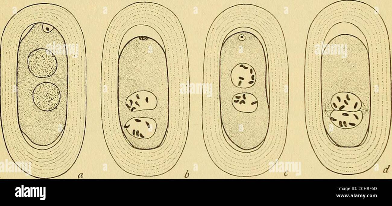 . The physical basis of heredity . rads, a; egg with first polar spindle, b;egg after extrusion of first polar body, c; egg with second polar spindle, d; egg after theextrusion of both polar bodies, c. to one pole and half to the other (Fig. 15, d). A sec-ond protrusion takes place from the surface of the eggwhich pinches off to form the second polar body (Fig.15, e). Thus, after two mitotic divisions, the egg has lostthree-quarters of its chromatin, but retains half the full MECHANISM IN SEGREGATION 41 number of chromosomes, and as a result, the originaltwelve chromosomes have been reduced to Stock Photo