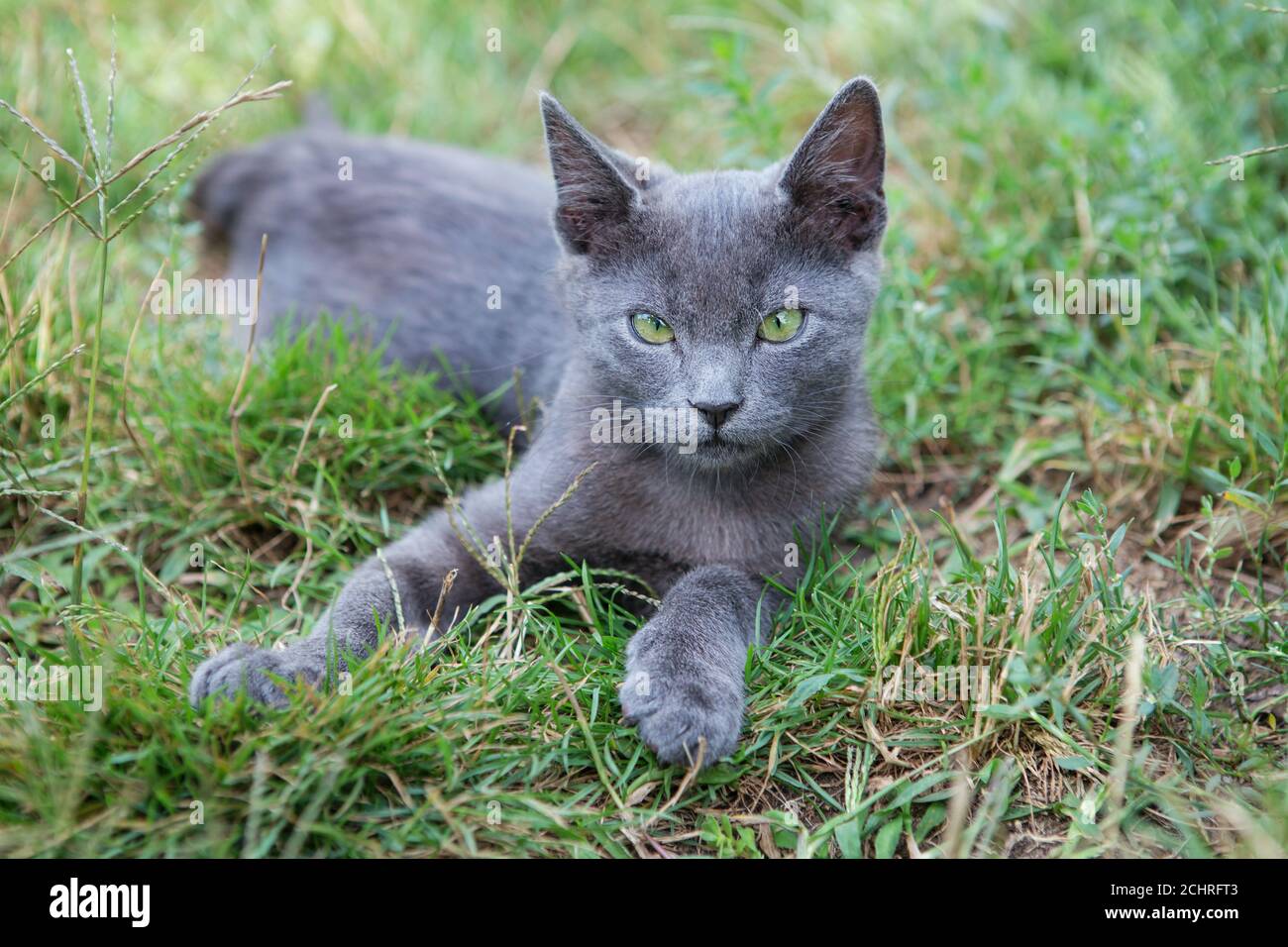 Russian blue cat. A small gray green-eyed pedigree kitten sits on the green grass. Stock Photo