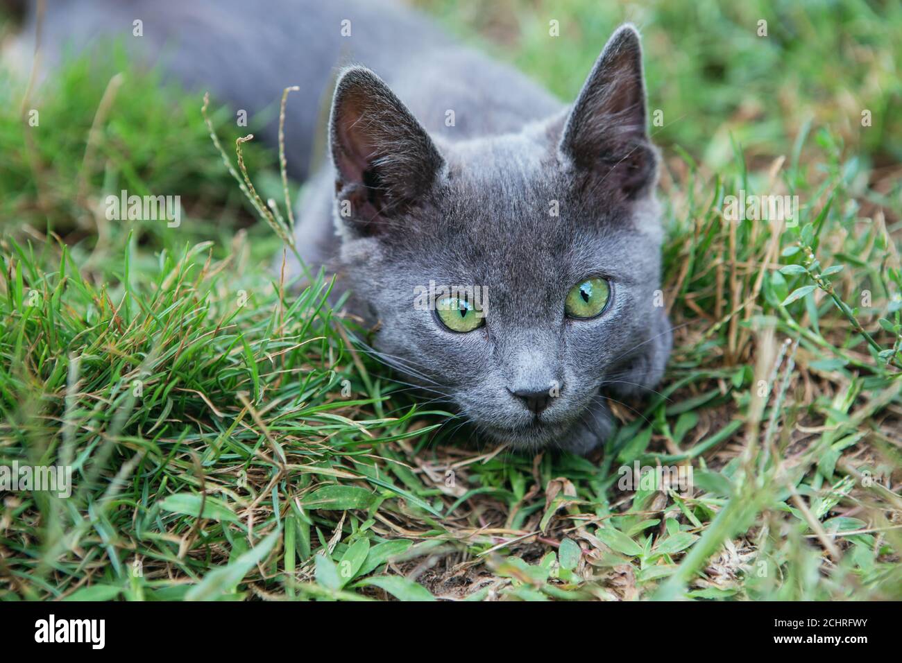 Russian blue cat. A small gray green-eyed pedigree kitten sits on the green grass. Stock Photo