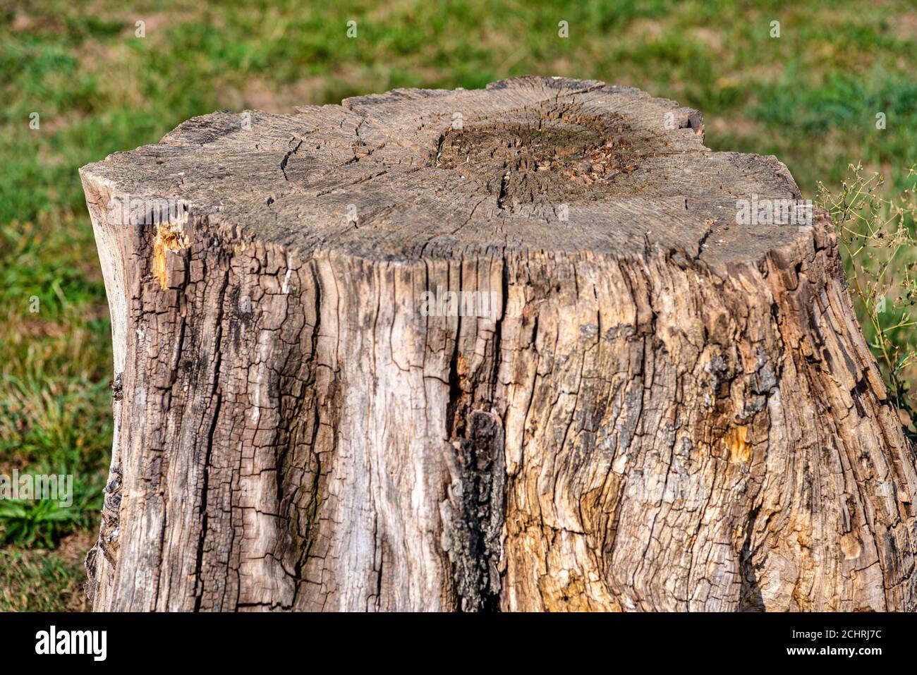 A cut and dry tree trunk growing in a grass field, nature destroyed Stock Photo Alamy