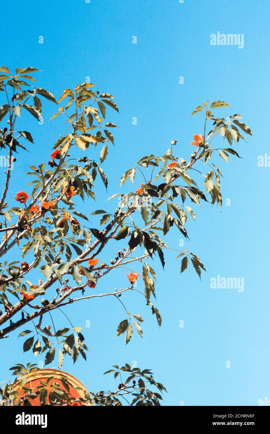 Vertical low angle shot of a tree during the daytime Stock Photo - Alamy