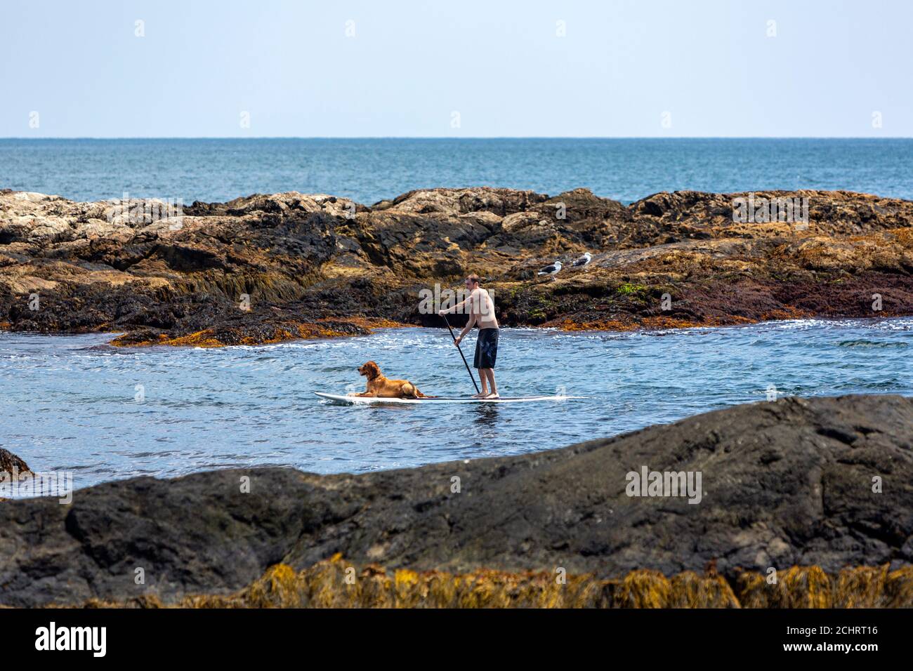 Man paddle boarding with his dog from Ocean Drive Historic District