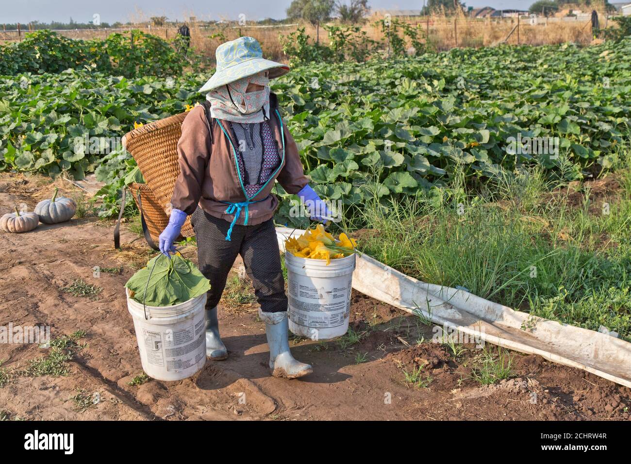 Female field worker carrying harvested  Chinese Tropical squash male flowers 'Cucurbita pepo',  early morning. Stock Photo