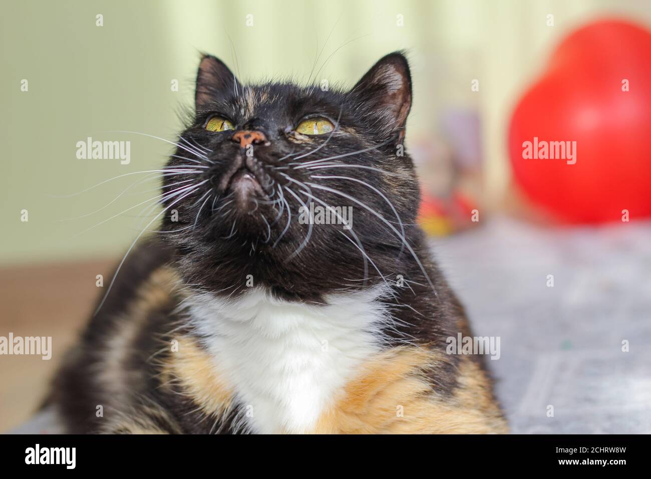 Three Colors Cat High Resolution Stock Photography and Images Alamy