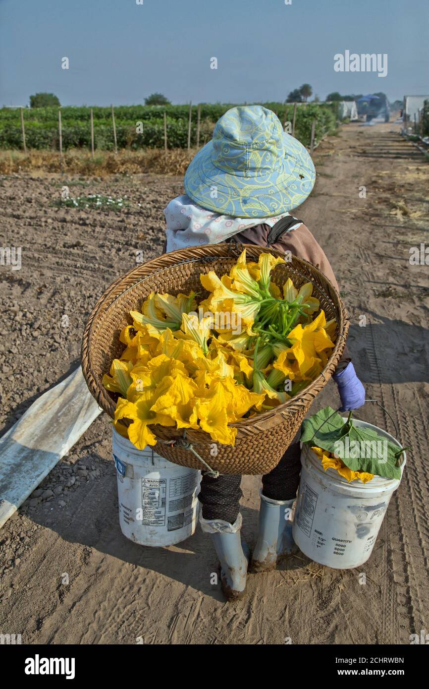 Female field worker carrying basket containing harvested  Chinese squash male flowers 'Cucurbita',  early morning light. Stock Photo