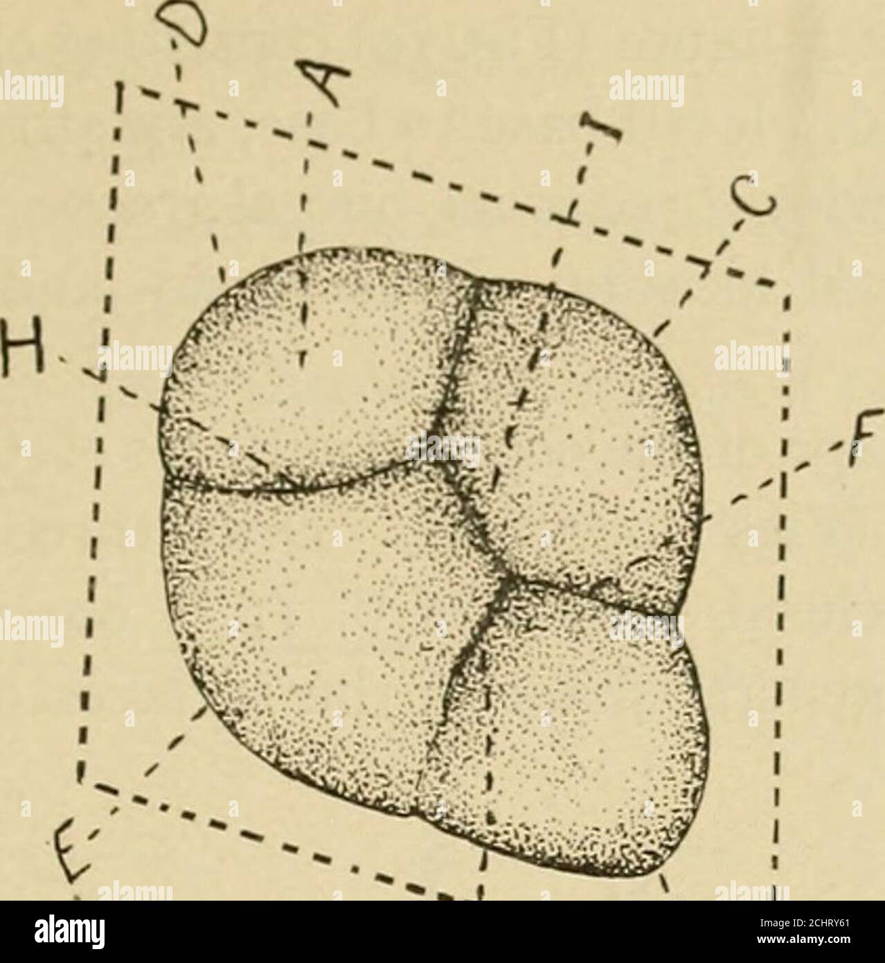 . Operative and dental anatomy technics; a classroom and laboratory