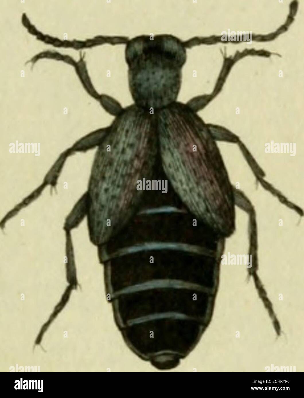 Favnae Insectorvm Germanicae Initia Oder Deutschlands Insecten 5a Elater Raftts Der Hraunrotho Springkafer Euter Ruf Us Feitugineus Capite Thoraccciue Obsourioiibus Fabru Ent Syst T Ii N 17 P 219 Bater Maior Rufus Favnae Insectorvm Germanicae Initia Oder Deutschlands Insecten 5a Elater Raftts Der Hraunrotho Springkafer Euter Ruf Us Feitugineus Capite Thoraccciue Obsourioiibus Fabru Ent Syst T Ii N 17 P 219 Bater Maior Rufus