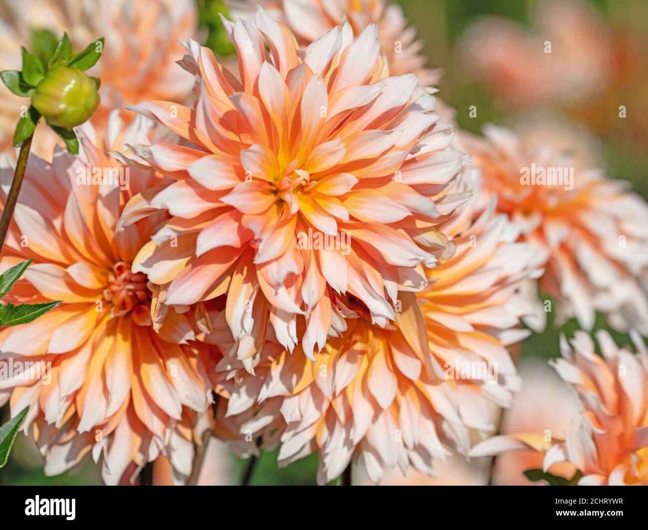 Blooming colorful dahlias in the garden Stock Photo