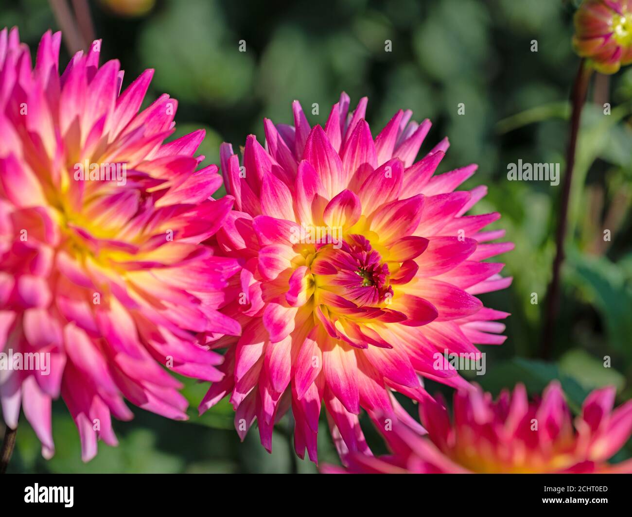 Blooming pink dahlias in the garden Stock Photo