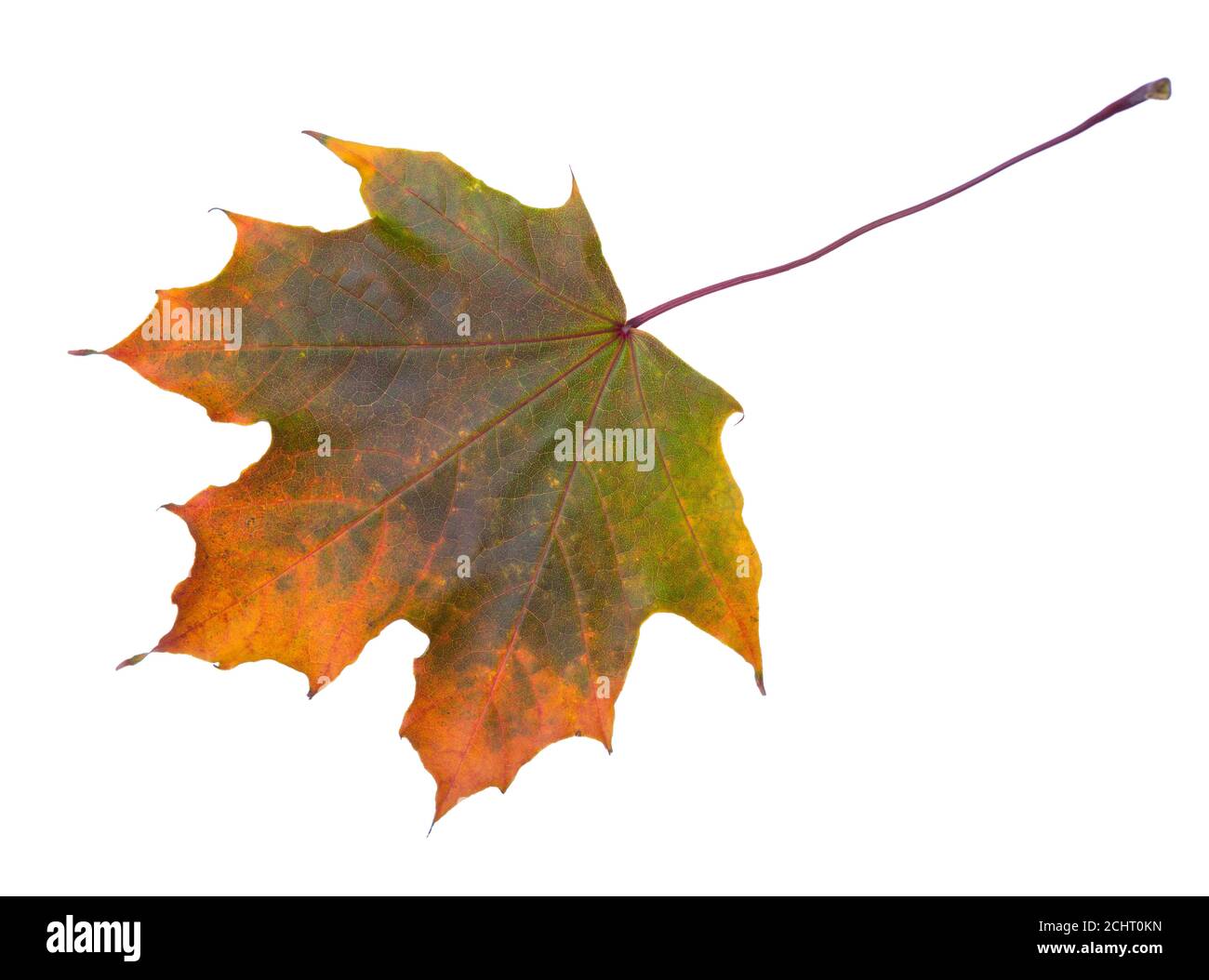 Autumn Maple leaf isolated on white background Stock Photo - Alamy