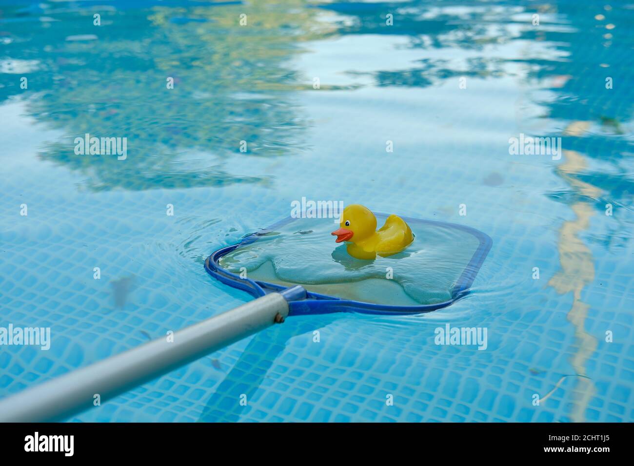 Yellow rubber duck in a pool net on the background of blue water of the frame pool. Products and accessories for pool maintenance. Stock Photo