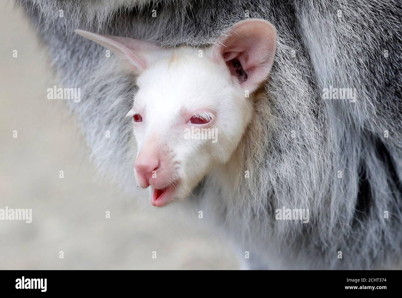 A newborn albino red-necked wallaby joey is carried by its mother in their  enclosure at the zoo in Decin, Czech Republic, March 13, 2019.  REUTERS/David W Cerny TPX IMAGES OF THE DAY