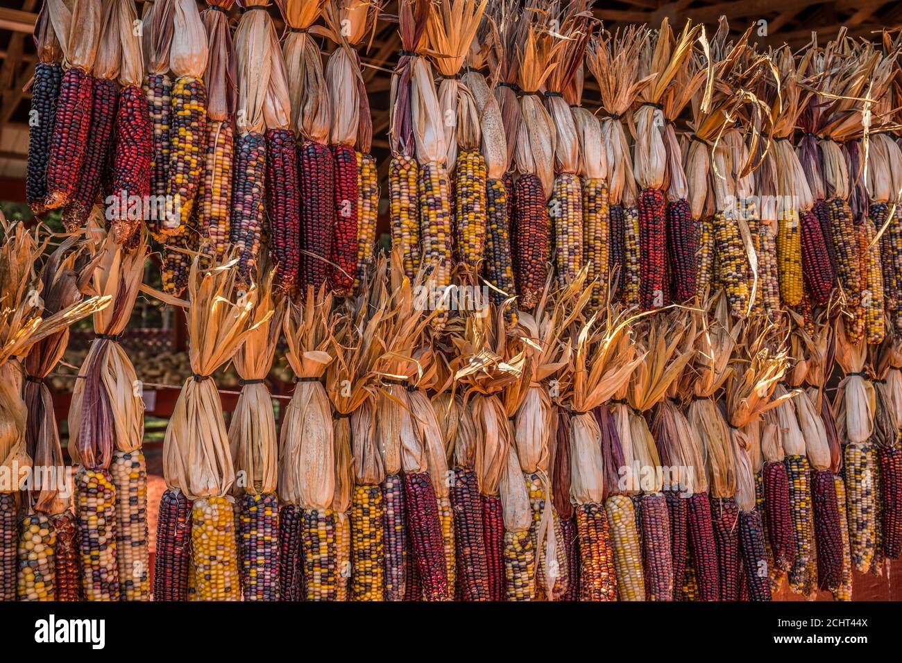 Colorful and decorative indian corn with husks hanging on display at a farm for sale with different varieties of multicolored corn for the autumn holi Stock Photo