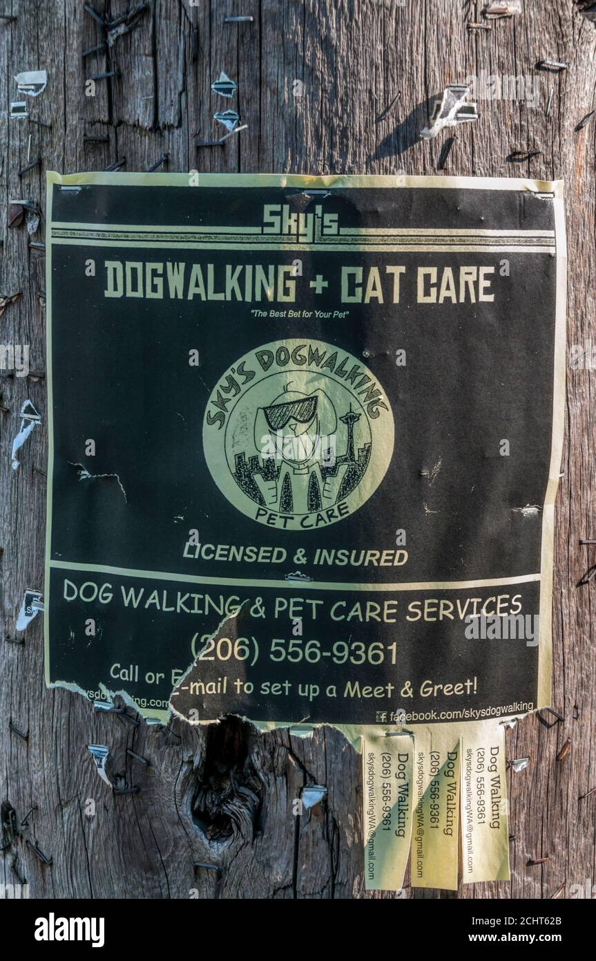 A sign for Sky's Dogwalking & Cat Care on a telegraph pole in Seattle. Stock Photo