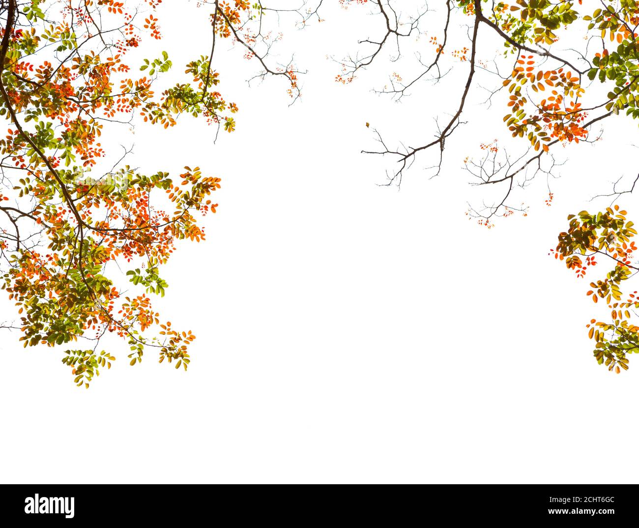 Branches with colorful autumn leaves  isolated on white background. Acacia. Stock Photo
