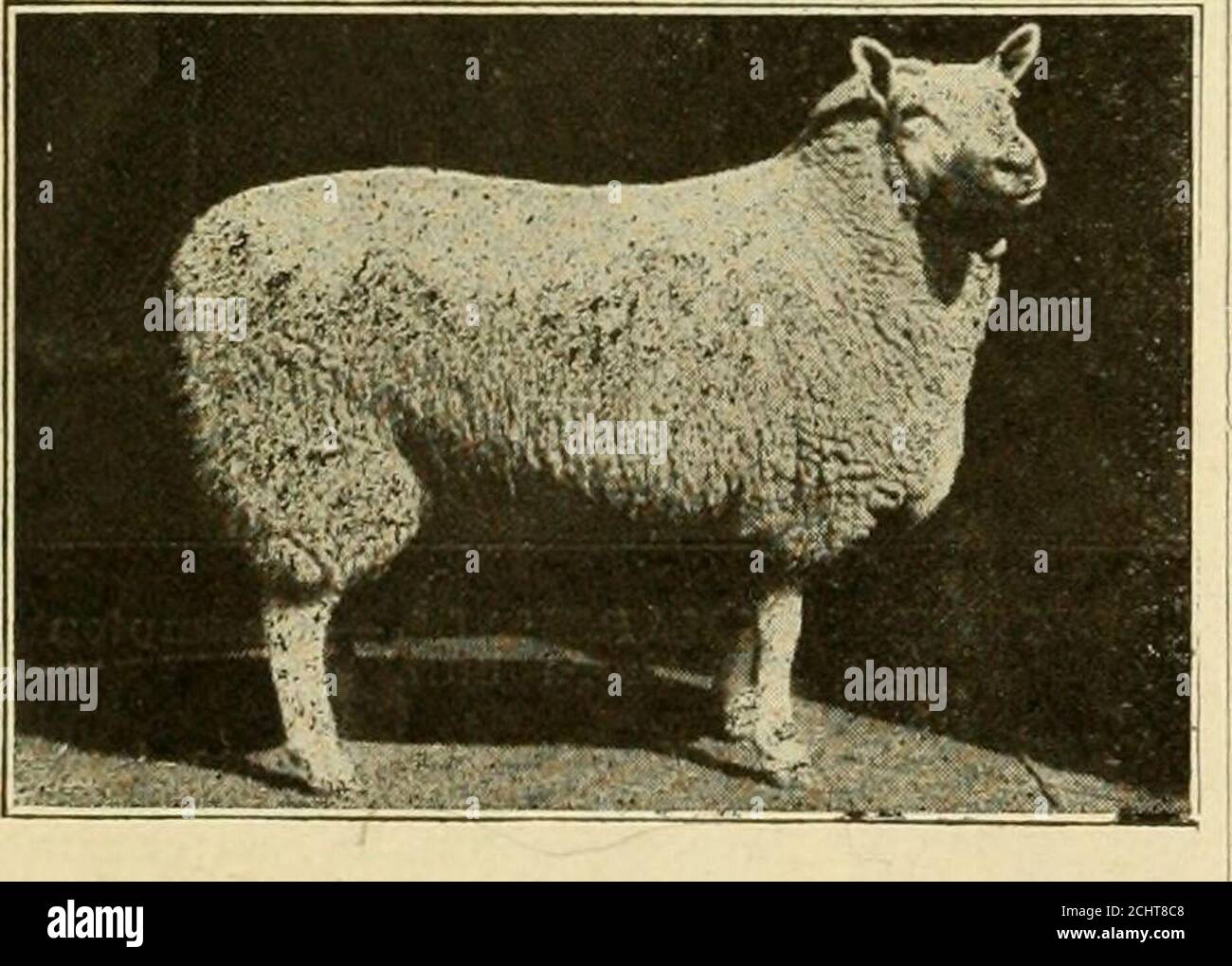 . Hale's history of agriculture by dates. A simple record of historical events and victories of peaceful industries . LEICESTER SHEEP--SANFORD. Weight,420 pounds heaviest ram exliibited. Fleecerecord, 26 poui.ds. Grand champion of thebreed at the Loui.siana Purchase Exposition,1904. Exhibited by Alex W. Smith, of-Maple Lodge, Ontario. Canada. Photographby R. ,T. Rogerson. 1598.—In this year Senor Juao Ornatestarted out from Zacatecas, in Mexico, toexplore the country now known as NewMexico. He had 400 colonists, 83 wagonsand 7,000 cattle. He founded Santa Fe. leOO.^Roberl Bakewell, of England, Stock Photo