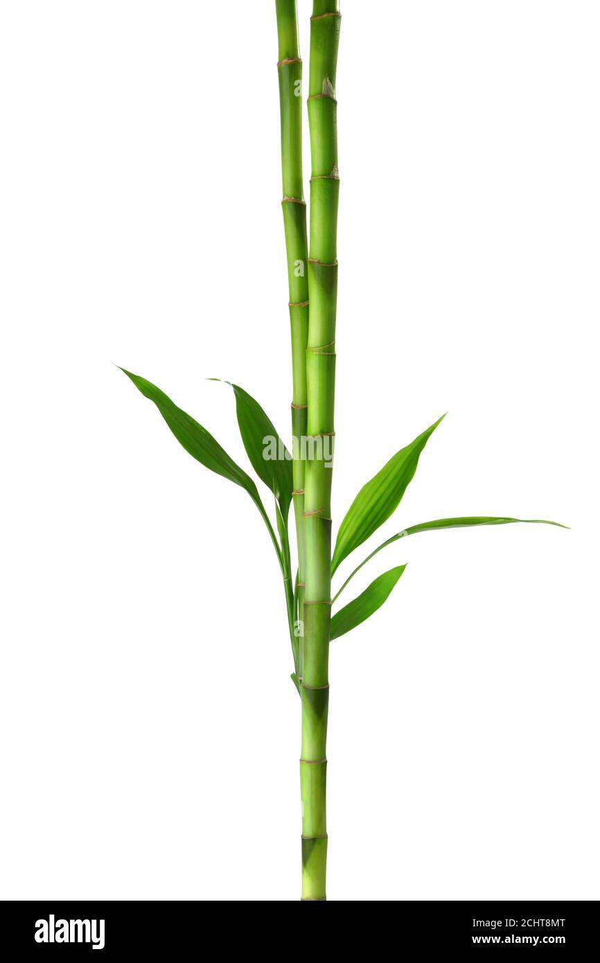 Two  branches  of  Bamboo isolated on white background.  Sander's Dracaena Stock Photo