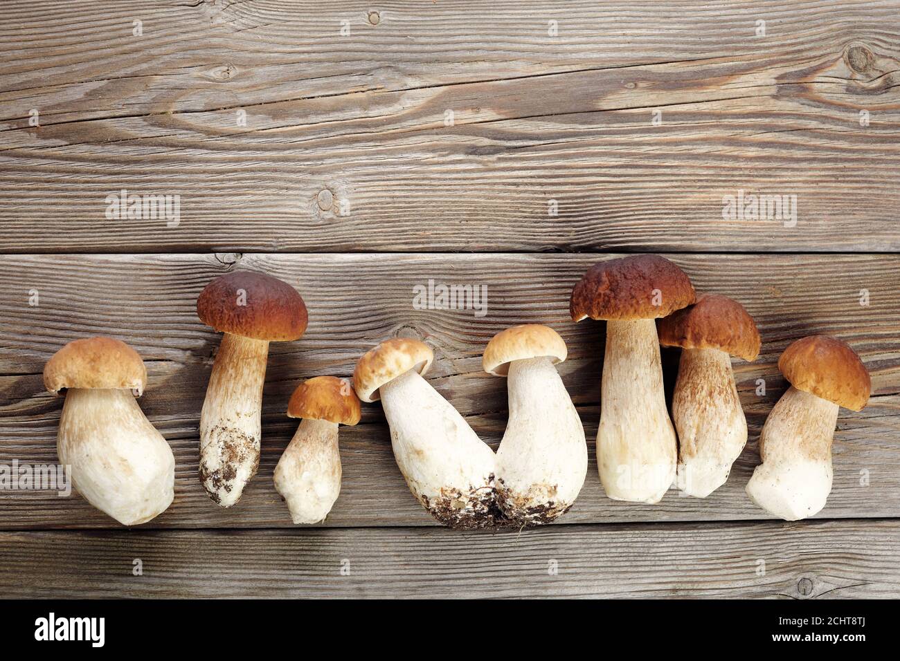 Mushrooms boletus on wooden background. Autumn mushrooms. Gourment food Stock Photo