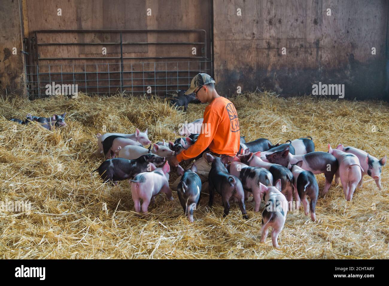 Young farmer communicating with weaner piglets 'Yorkshire Berkshire X'  (Sus scrofa domesticus), barn area, Delta Junction. Stock Photo
