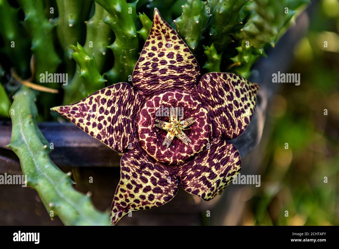 Fresh blooming flower of a Stapelia Orbea Variegata, decorative garden plant. Selective focus. Stock Photo