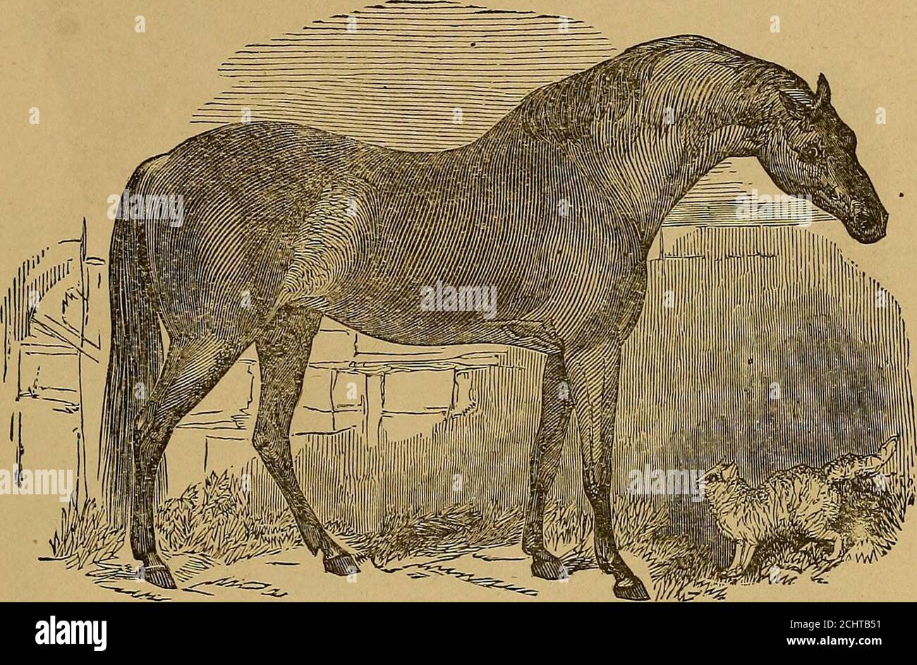 The art of taming and educating the horse .. . ADAPTATION TO WANTS. 85 or  in putting them to such work as they are by the pecul-iarity of their  nature best