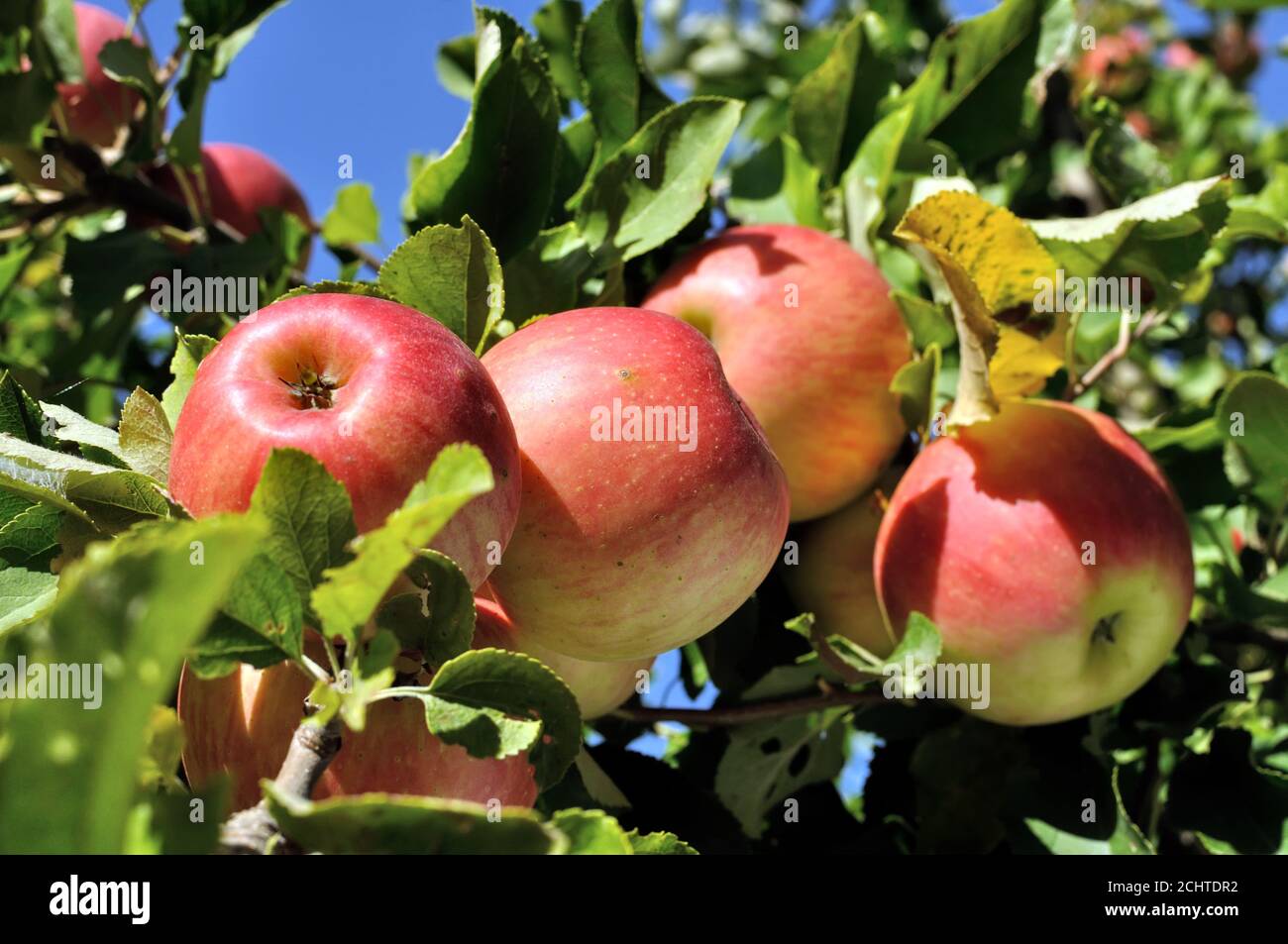 close-up of ripening red organic apples on apple tree branch Stock Photo