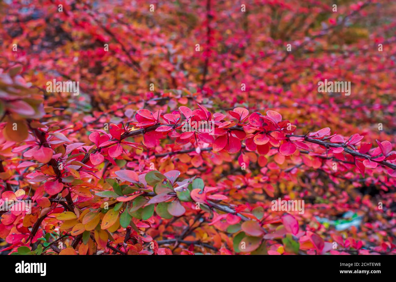 Bright red and green Berberis thunbergii (Japanese barberry) leaves background Stock Photo