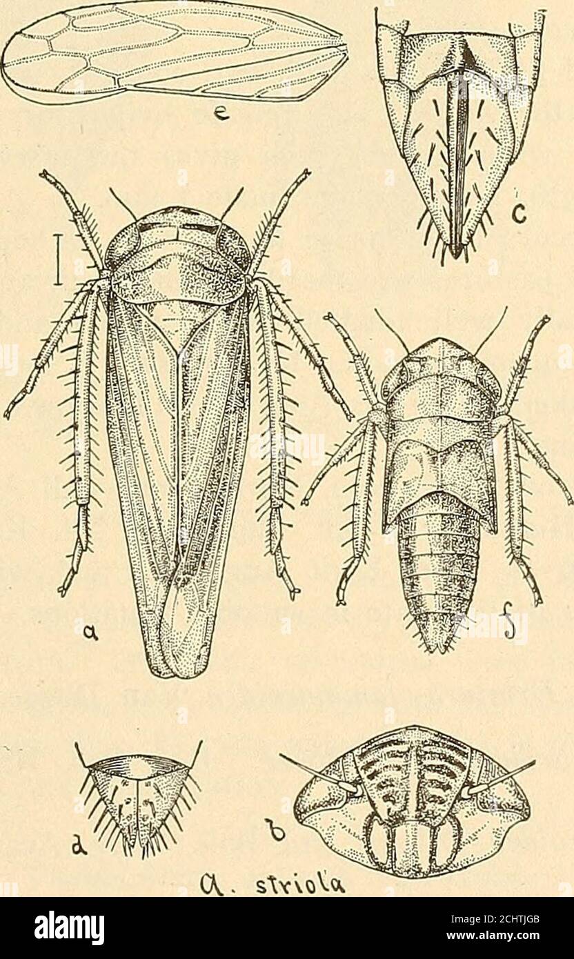 . Annual report of the Maine Agricultural Experiment Station . sually unicolorous in females, male with fuscousor blackish markings. Length $ 3.60 mm &lt;$ 2.75 mm. Head angulate, vertex two-thirds longer at middle than next the eye,about two-thirds as long as width between the eyes; Pronotum short,slightly emarginate behind; elytra slightly exceeding the abdomen. Color: Female light rusty brown, unicolorous, the elytra a shadelighter than the head or subhyaline, with veins faintly whitish. Belowuniformly rusty brown except tibial spurs which are darker. Male asin female or slightly darker but Stock Photo