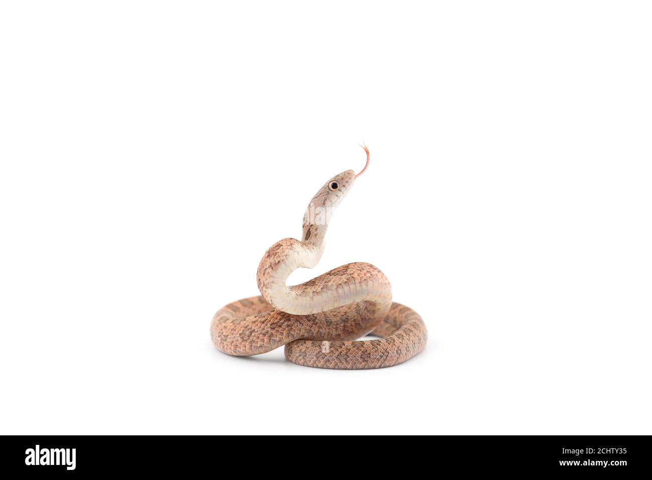 Aggressive Rat snake attack pose isolated on white background Stock Photo -  Alamy