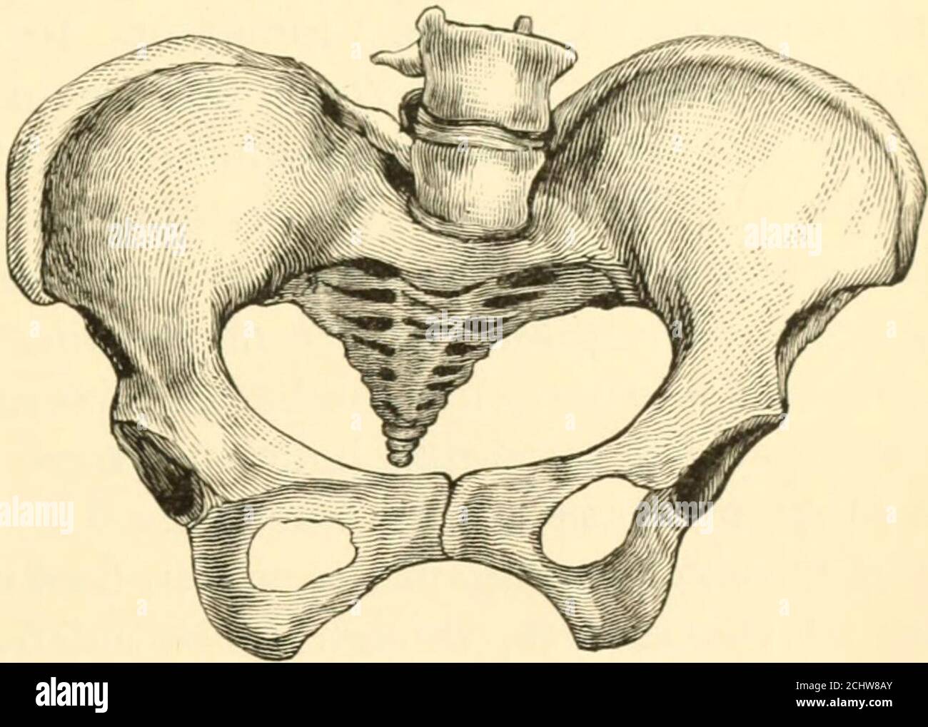 Pectineal line hires stock photography and images Alamy