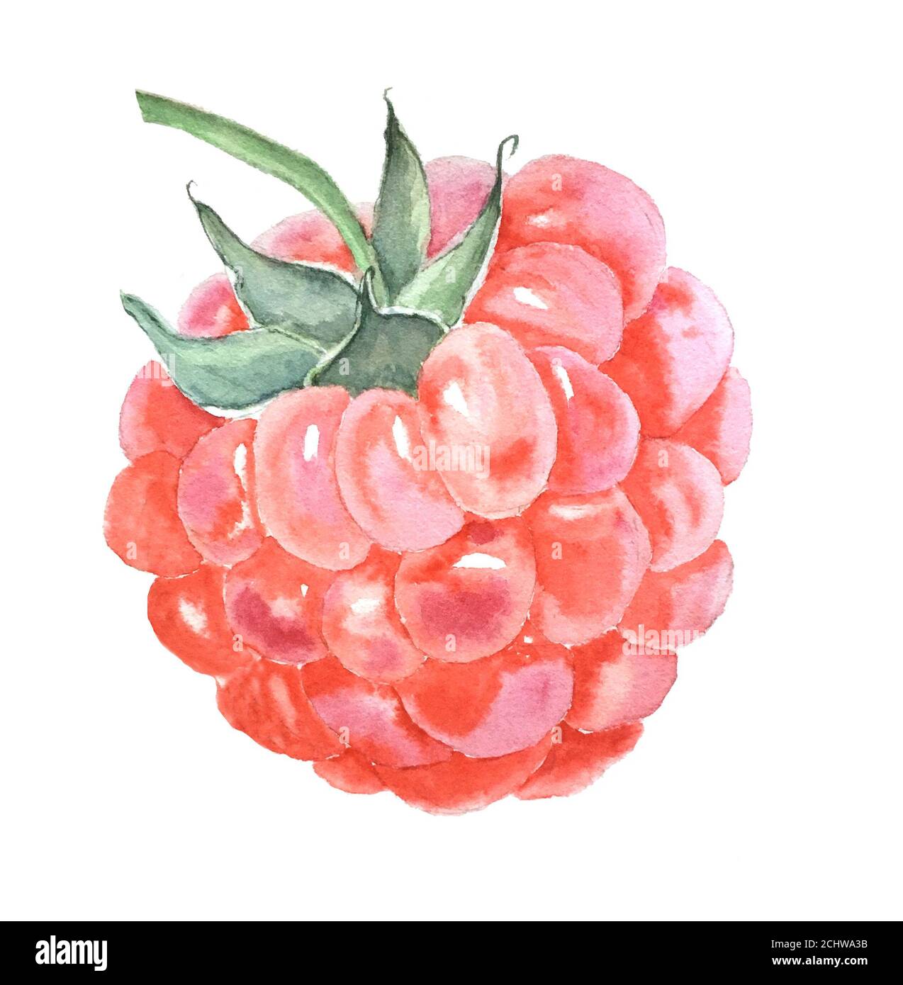 Vintage watercolor raspberry botanical illustration Stock Photo