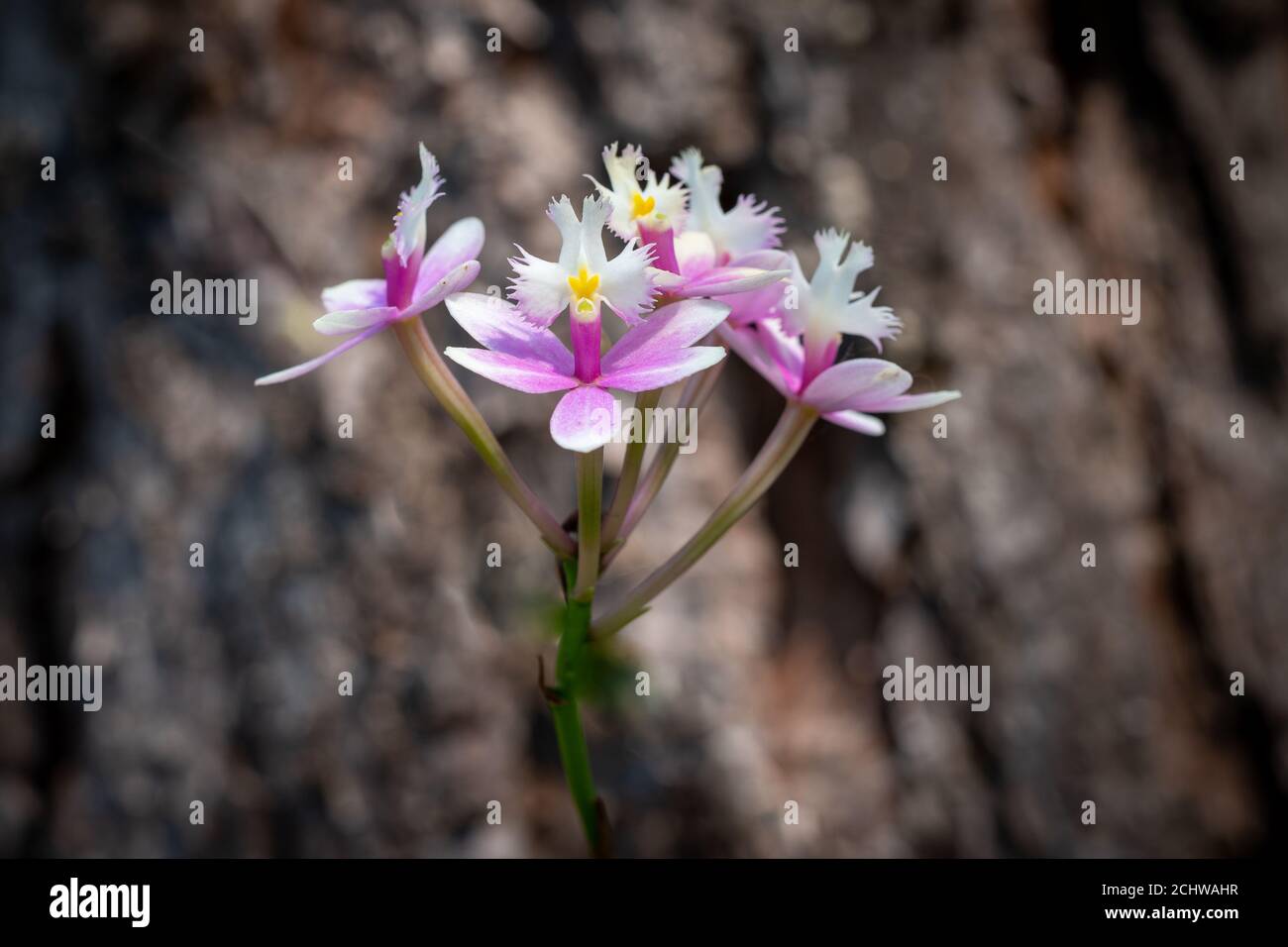 Planta de hoja de flor hi-res stock photography and images - Alamy