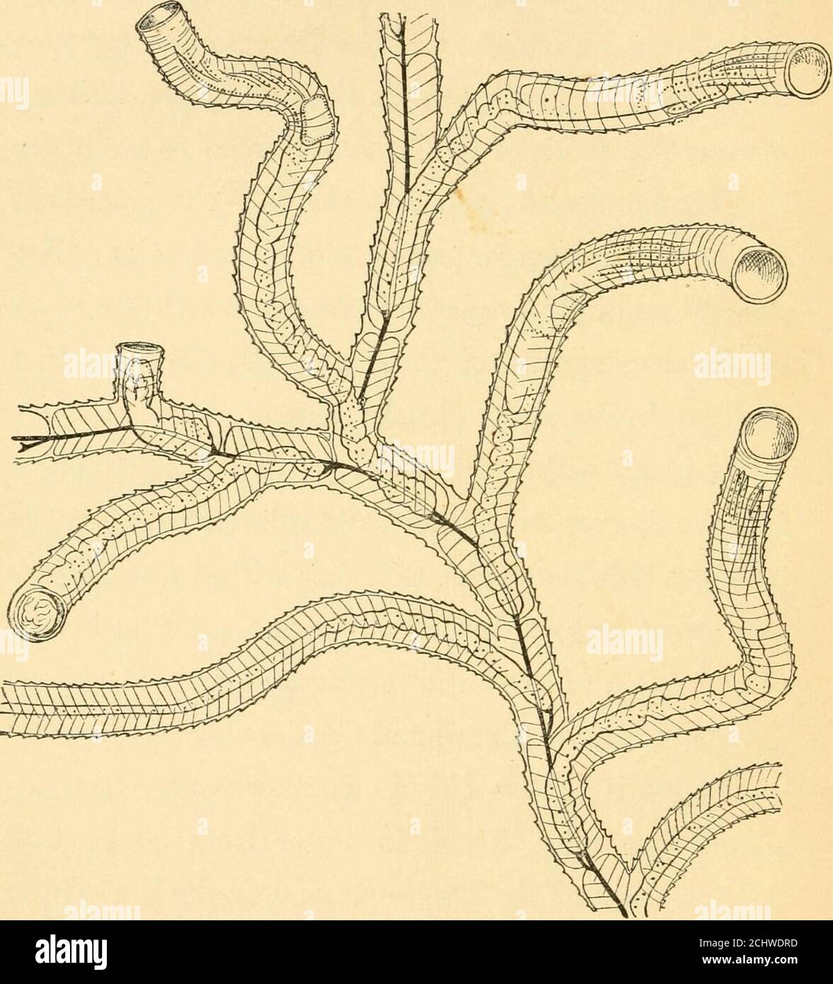 Atubaria . The fauna of the deep sea . he only character thatcan be relied upon ...