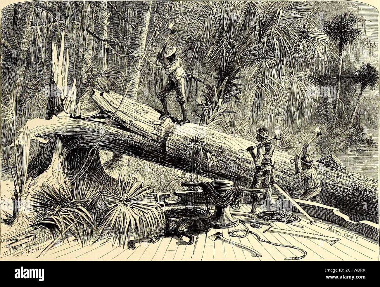 . Picturesque America; or, The land we live in. A delineation by pen and pencil of the mountains, rivers, lakes, forests, water-falls, shores, cañons, valleys, cities, and other picturesque features of our country . ST. JOHNS AND OCKLAWAHA RIVERS, FLORIDA. 27 Another run of a half-mile brings us into the cypress again, the firelight givingnew ideas of the picturesque. The tall shafts, more than ever shrouded in the hangingmoss, looked as if they had been draped in sad habiliments, while the wind sighedthrough the limbs; and when the sonorous sounds of the alligators were heard, groaningand com Stock Photo