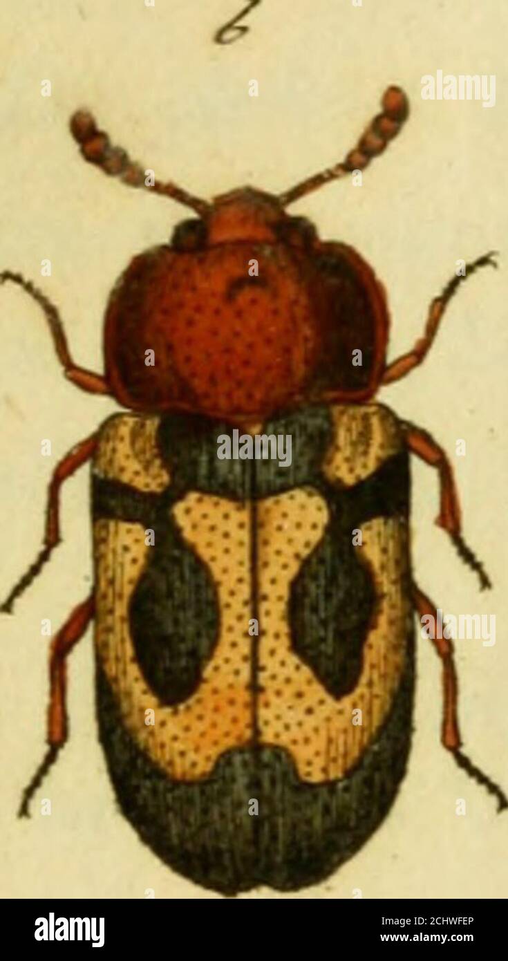 . Favnae insectorvm Germanicae initia, oder, Deutschlands Insecten . Prione. Dea^^er»Prionus Coriarius: thorace marginato tridentato, corpore piceo, aiitennis brevibus. Fahric. Syst. Ent. n. 7. p. i6i. Spec. Ins. T. I. n. q. p. 206. Main. Ins. T.I. n. 7. p. 129. Ent. Syst. T. II. n. i5. p. 246.Ceramhyx Coriarius. JLinn. Syst. Nat. n. 7. p. 622. $Ceramhyx imhricornis. Linn. Syst. Nat. n. 5. p. 622.^Geoffr. Ins. T. I. n. 1. p. 198. tab. III. fig. 9.Begeer Ins. T.V. n. 1. p. 5g. tab. III. fig. 5.Scopol, carn. n. 161. ic. 161.Roesel Insekt. II. Th. p. i5. tab. 1. fig. 1. 2,Schijffgr Ic. In». Ratii Stock Photo