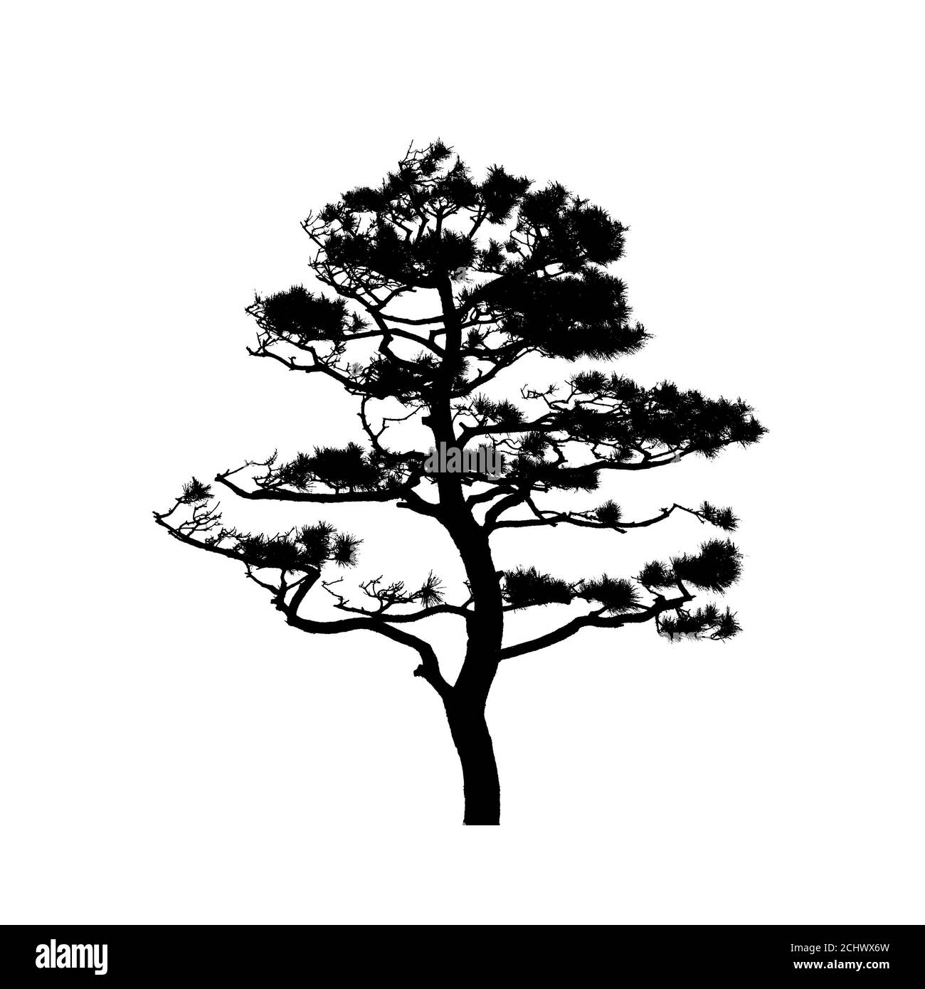 Asian Pine Tree isolated on white background, natural silhouette photo isolated on white background Stock Photo