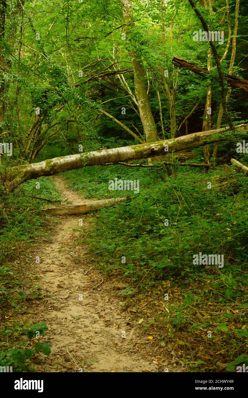 A fallen tree obstructing a public footpath in the UK. Stock Photo