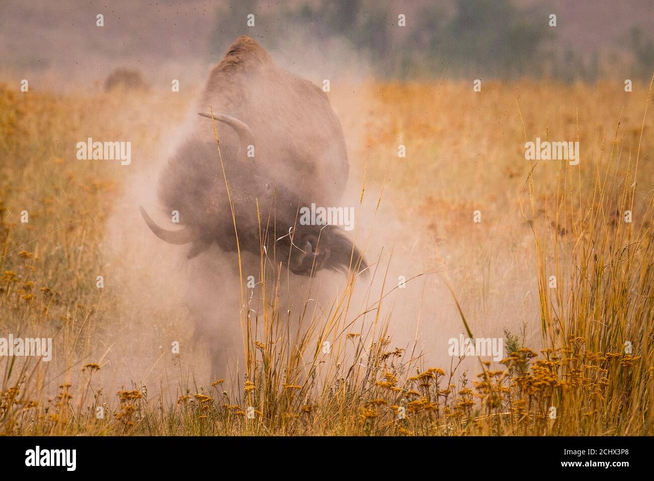 Charlo, Montana, USA. 13th Sep, 2020. A bull bison wallows in the dirt at  The Nation Bison Range which is a National Wildlife Refuge established in  1908 to provide a sanctuary for