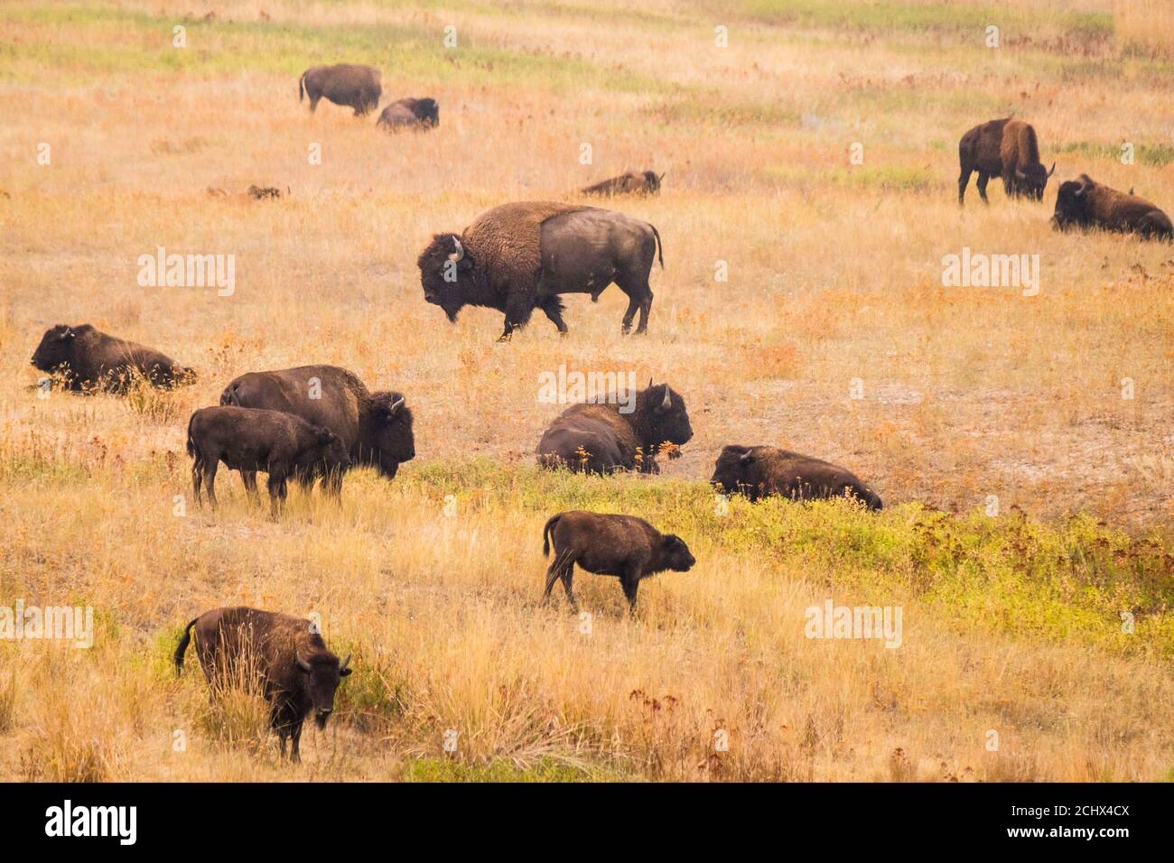 Charlo, Montana, USA. 13th Sep, 2020. The Nation Bison Range which is a National  Wildlife Refuge established in 1908 to provide a sanctuary for the American  bison. Around 400 bison share more