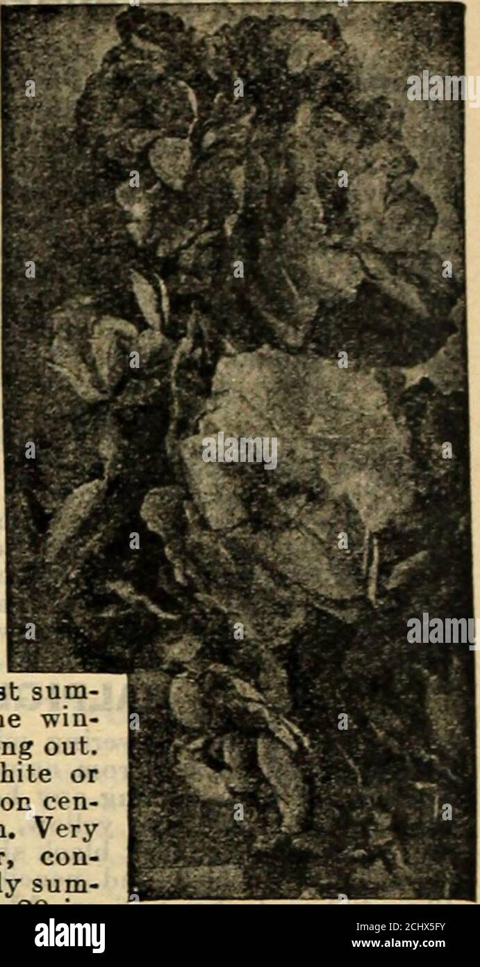 . Compliments of Miss Emma V. White . ),Mont Blanc (white). Queen Alexandria (rosy lilac),Deep Red, and other choice sorts. Mixed. Pkt.,40 seeds. (Separate, 5c a pkt.) Stocks, Special Mixed. A mixture includingall the above sorts, 75 seeds. MAMMOTH VERBENA Price of each, per pkt., 100 seeds, 5c; any 3 pkts.,12c; % oz., 25c. Auricula-Flowered. Large flowers with dis-tinct white eyes in the center of each floret. Pink. Fine pink shades. Italian Striped. Various colors striped onwhite ground. Purple. Deep rich purple. Scarlet Defiance. Beautiful scarlet. White. Pure white, extra large. Fordhook M Stock Photo