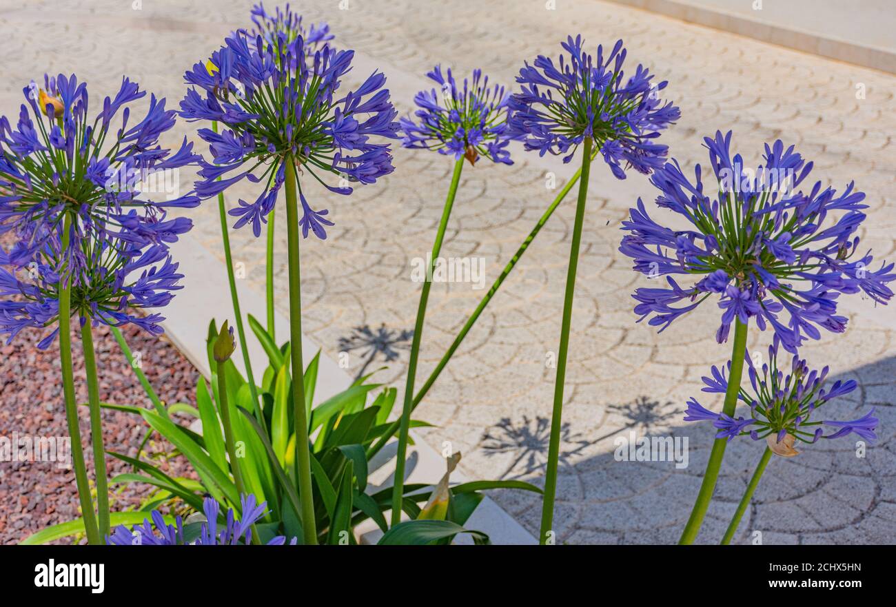 Close up of purple African lily (Agapanthus) Stock Photo