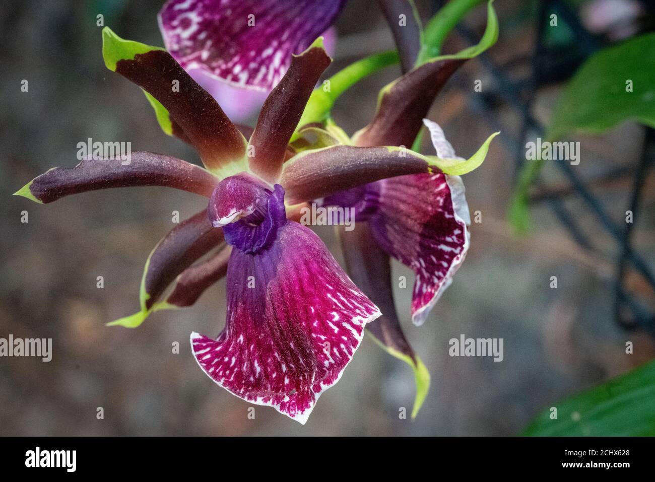 Orquideas de cultivo organico en un jardin hogareño Stock Photo