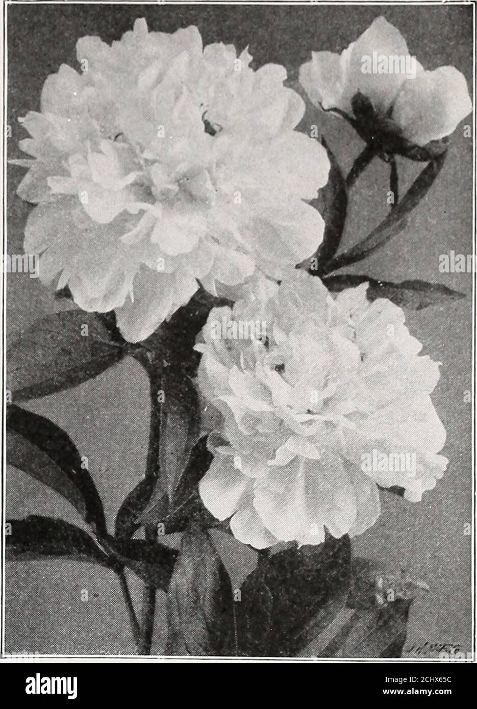 . Beckert's bulb catalogue : fall 1916 . Lily-of-the-Valley Peony, Festiva Maxima OXALIS Valuable for winter flowering; elegant for pots and baskets. 6 to10 bulbs may be planted in a pot. All prices postpaidBermuda Buttercup. Very good for winter- Each Doz. wo flowering, being free and continuous; pure bright yellow flowers $0 02 $0 20 $1 50 Bowiei. Brilliant carmine-rose 02 20 1 50 Grand Duchess. Dwarf variety of great beauty. Flowers large and thrown well above thefoiiage. Lavender, Pink and White 02 20 1 50 Mixed Varieties 10 50 PEONIES NOVEMBER One of the most durable and satisfactory gard Stock Photo