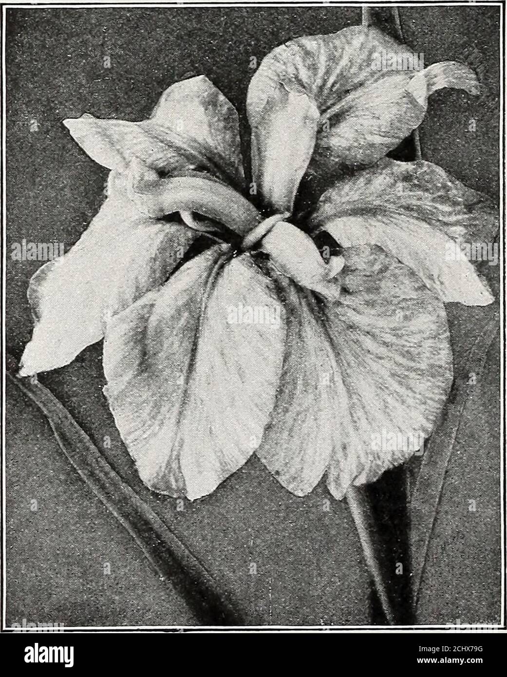 . Beckert's bulb catalogue : fall 1916 . e a wide range of colors. Choice mixed. 03 30 $2 00Anglica, Mt. Blanc. Pure white. Splendid for cutting 04 35 2 25 *Filifolia. A grand variety for forcing. Large, sky-blue and substantial flowers 05 50 Florentina. White. Flowers two weeksearlier than the Germanica. Can be easilyforced 05 50 *Germanica, Choice Named. Hardy spring-flowering plants; thrive everywhere 10 1 00 7 50 Reticulata. If potted early, will bloom inJanuary. The flowers are rich purple andgold; violet-scented. Fine for the garden . 15 1 50Susiana (Mourning Iris). Flower large anddense Stock Photo