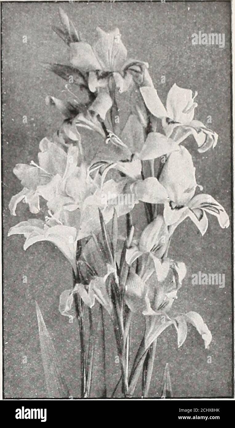 . Beckert's bulb catalogue : fall 1916 . 15 1 00 F R I T I L L ARIA Meleagris (Gui- nea-hen Flower).Produces inspring curiousbell - shapedflowers with oddmarkings; finefor naturalizing.Mixed varieties,2c. each, 20c. perdoz., St. 50 per100, postpaid. GLADIOLI Cardinalis orNanus Varieties These beautiful,early-flowering anddwarf forms olGladioli are ad-mirable for forcingfor cut-flowers andalso elegant plantsin pans for decora-tive work. Theyare very floriferous,strong bulbs, pro-ducing three orfour flower-spikes.They can also beplanted outdoors. Gladiolus nanus quite early and will bloom abunda Stock Photo