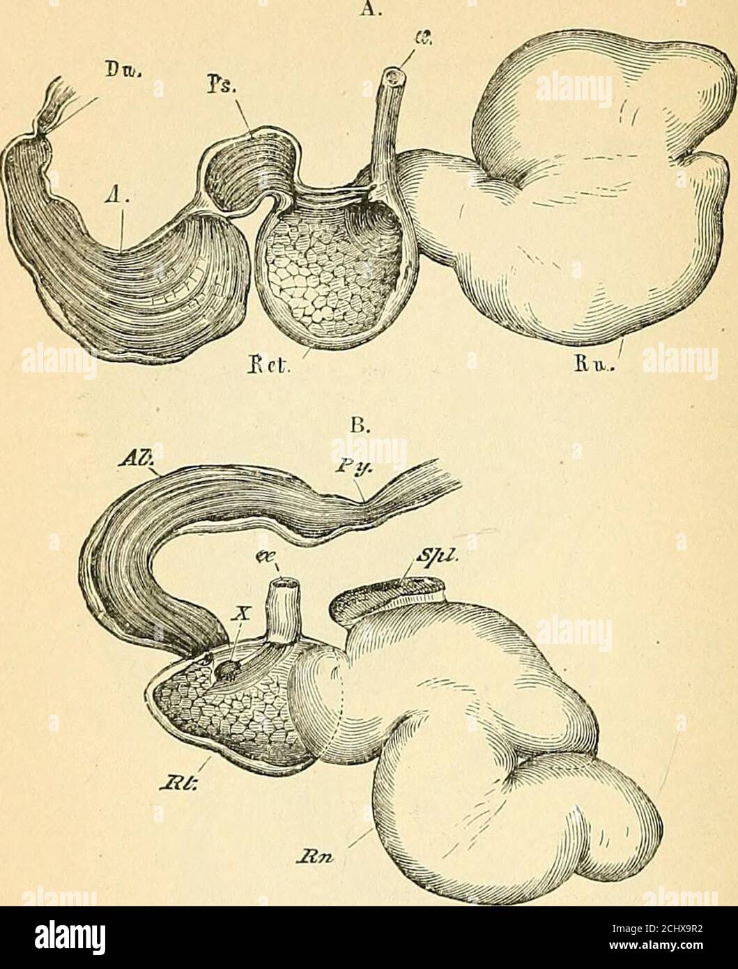 . A text-book of comparative physiology for students and practitioners of comparative (veterinary) medicine . Fig. 270.—Omasum and abomasum of ox cut open (Smith). A. psalterium, with open-ing between it and the reticulum at B; P. foldings (plicse) of mucous membraneat C. fourth stomach. animal feeding upon substances so poor in nutritive material inproportion to their bulk and requiring so much mastication tofit them to be acted on by the digestive juices. The reactionof tbe first two stomachs is alkaline. In the camel tribe, water cells are arranged in parallel orderin the rumen. The edges o Stock Photo
