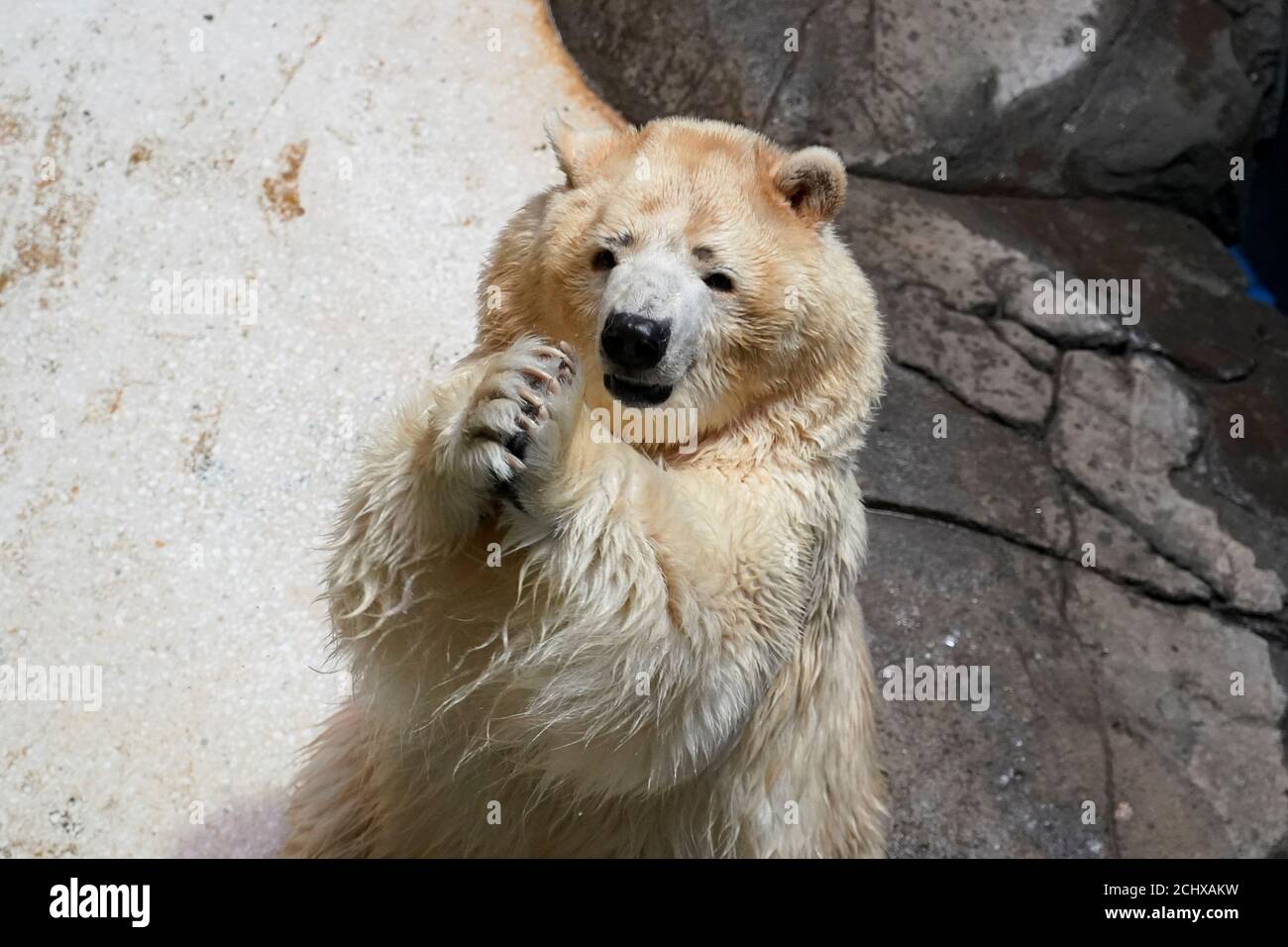 Polar Bear Jing Jing Puts Its Front Paws Together At Its Enclosure At The Wuhan Haichang Polar Ocean World By Haichang Ocean Park In Wuhan Hubei Province China January 31 2019 Picture